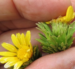 Ursinia caledonica