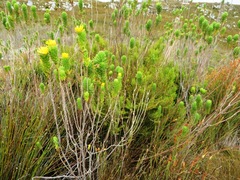 Ursinia caledonica