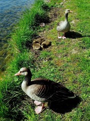 Anser anser anser