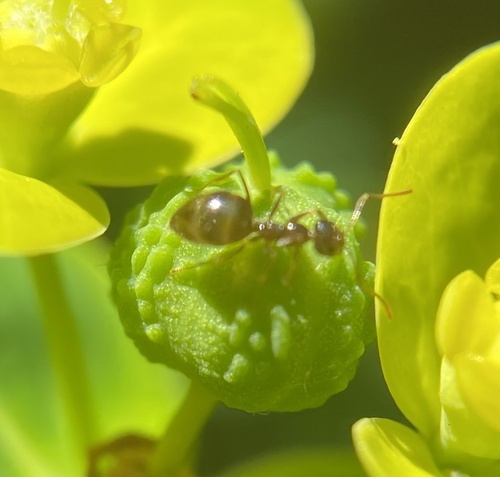 American Winter Ant