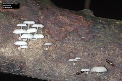 Mycena chlorophos image