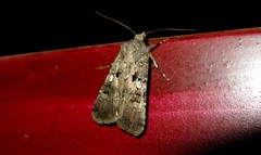 Agrotis trux