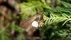 Coeliades forestan forestan