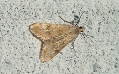 Cornifrons ulceratalis
