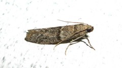 Ephestia elutella