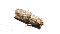 Ephestia elutella