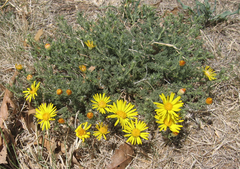 Xanthisma spinulosum pinnatifida