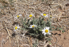 Aphanostephus ramosissimus