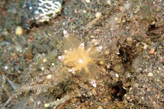 Eubranchus mandapamensis