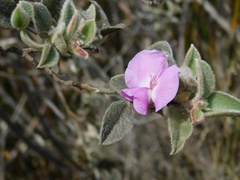 Podalyria hirsuta