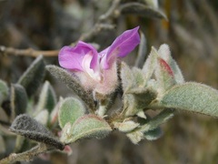 Podalyria hirsuta