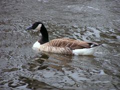 Branta canadensis