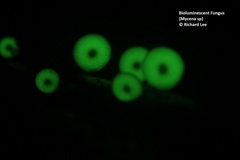 Mycena chlorophos