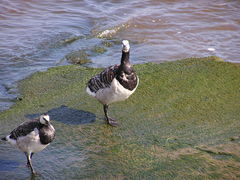 Branta leucopsis