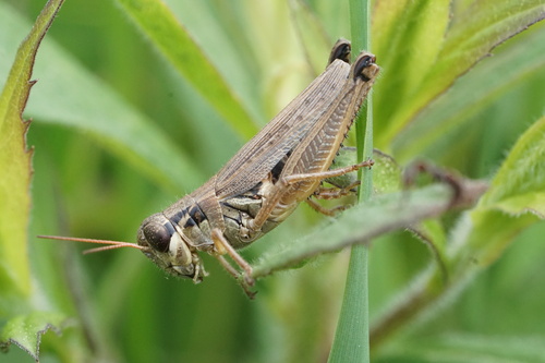 Northern Spur-throat Grasshopper photo 6