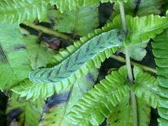 Callopistria placodoides