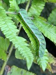 Callopistria placodoides