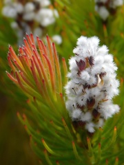 Spatalla mollis