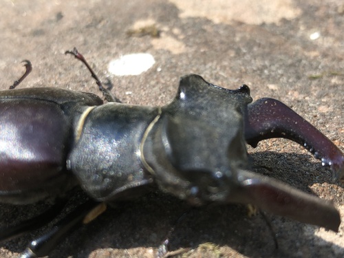 Lucanus cervus