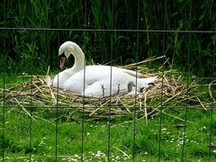 Cygnus olor