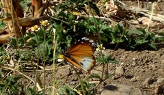 Danaus chrysippus alcippus
