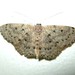 Scopula guancharia - Photo (c) michi1, some rights reserved (CC BY-NC), uploaded by michi1