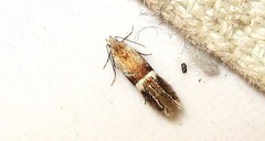 Aproaerema polychromella