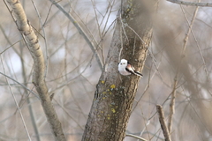 Aegithalos caudatus caudatus