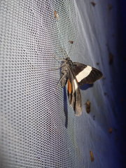 Eumilionia mediofasciata