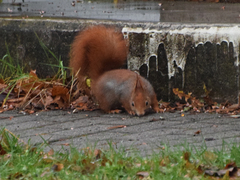 Sciurus vulgaris