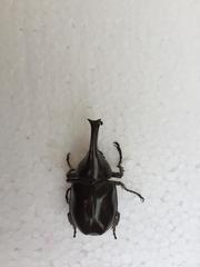 Xylotrupes gideon gideon