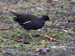 Gallinula chloropus