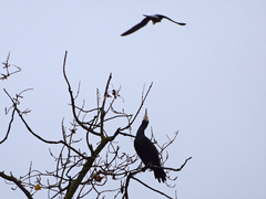 Phalacrocorax carbo