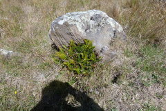 Polystichum oculatum