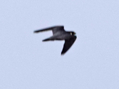 Falco peregrinus