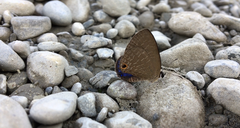 Jamides bochus formosanus