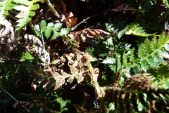 Polystichum oculatum