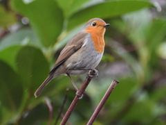 Erithacus rubecula