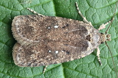 Agonopterix capreolella