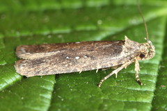 Agonopterix capreolella