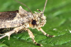 Agonopterix capreolella