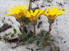 Arctotis angustifolia