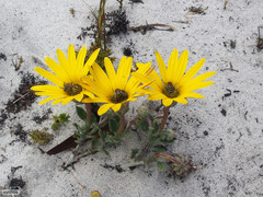 Arctotis angustifolia