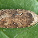 Flat-bodied Moths - Photo (c) Andrey Ponomarev, some rights reserved (CC BY-NC), uploaded by Andrey Ponomarev