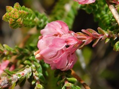 Erica tegulifolia
