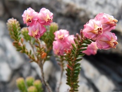 Erica tegulifolia
