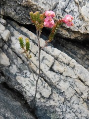 Erica tegulifolia