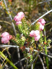 Erica tegulifolia