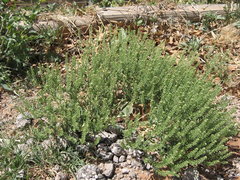Lepidium oblongum
