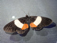 Eumilionia mediofasciata